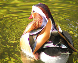 Mandarin Duck