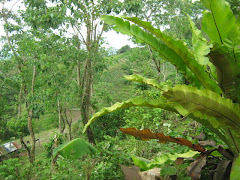 Mini forest and farmland below it