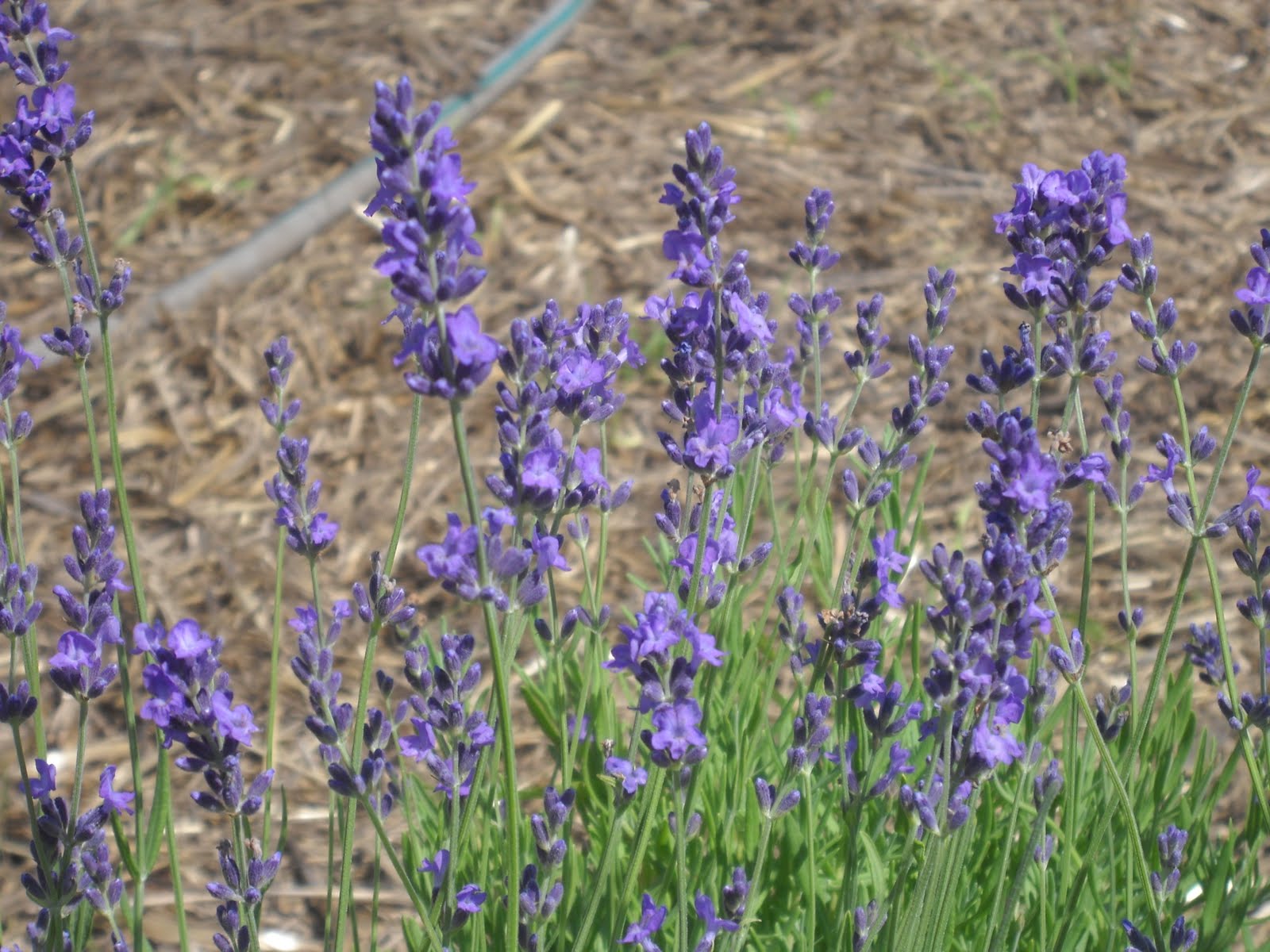 Earthworks, St. Peter, Minnesota Perennials from Seed