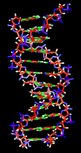 DNA/RNA