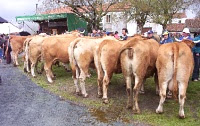 Feira de Río (Rodeiro)