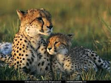 Cheetah's are the BEST!