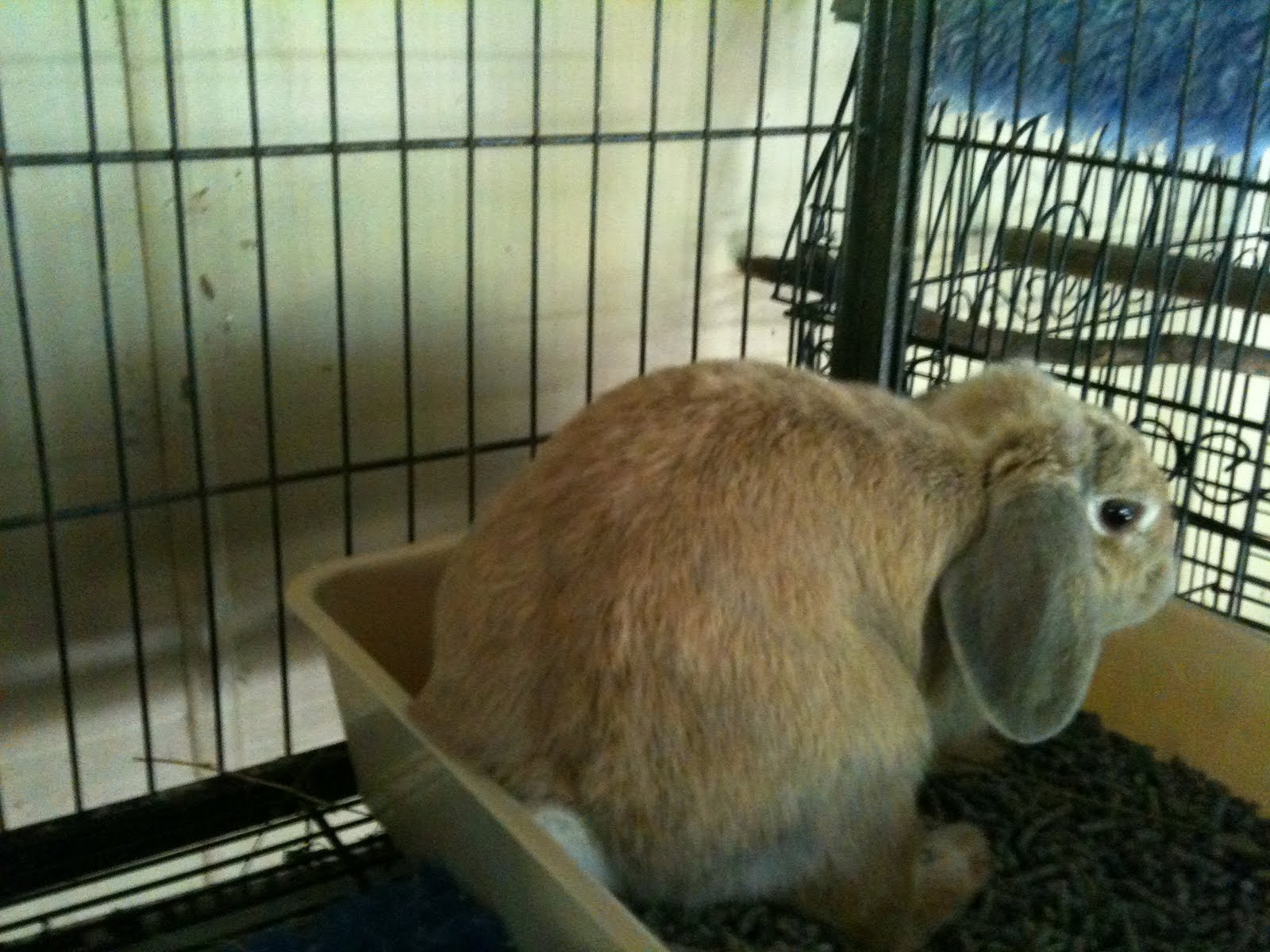 4 Sydney homeless rabbits made it to the Rabbit Sanctuary in northern