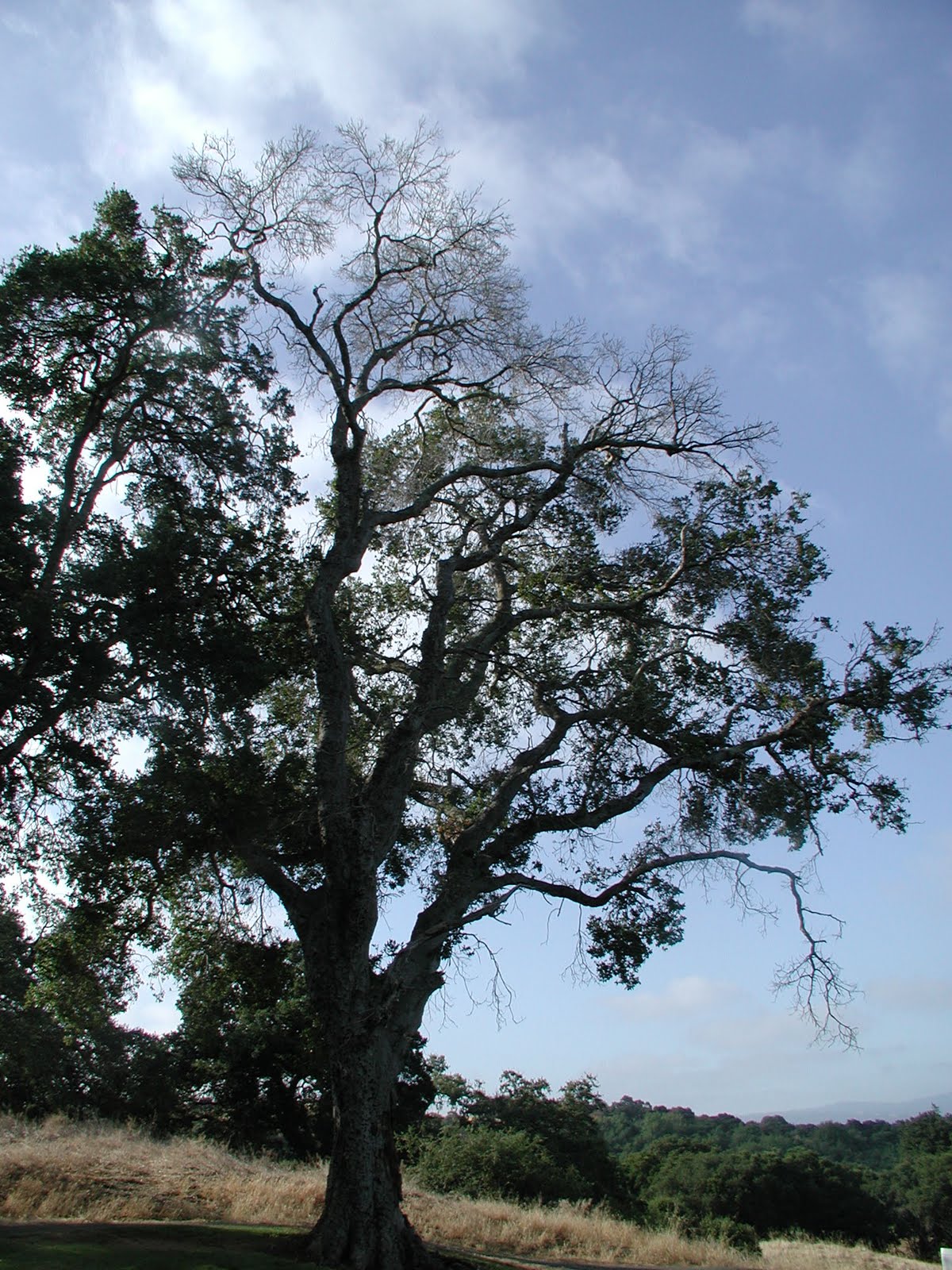 Stanford Golf Course Superintendent's Blog Aging Oak Tree 15 Tee