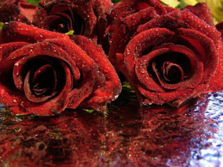 Red Roses Love Wallpapers And Backgrounds Seen On www.dil-ki-dunya.tk