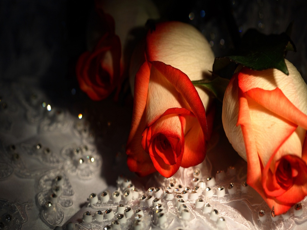 ورود جميلة  - صفحة 3 Romantic+Red+Roses