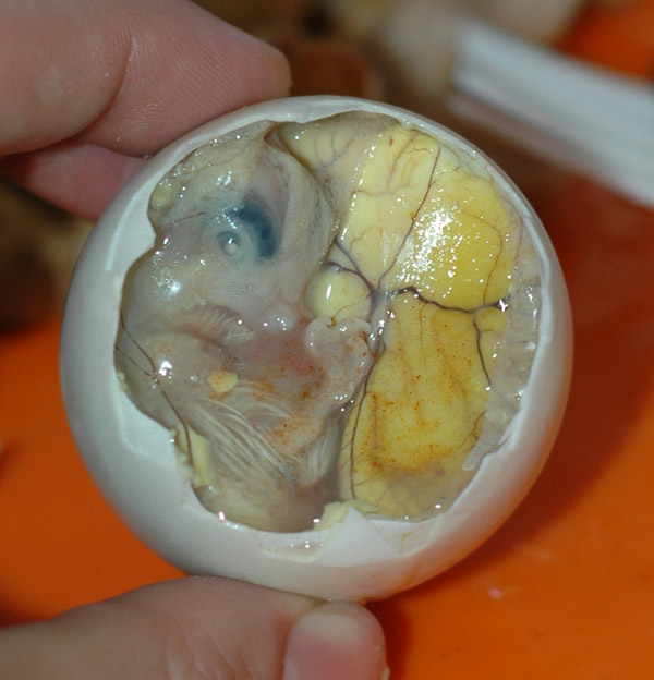 1.+Embryo+and+Yolk+Strange+Food Worlds Most Strangest Food Images Pictures Seen on www.VyperLook.com
