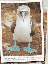 Blue-Footed Booby Bird