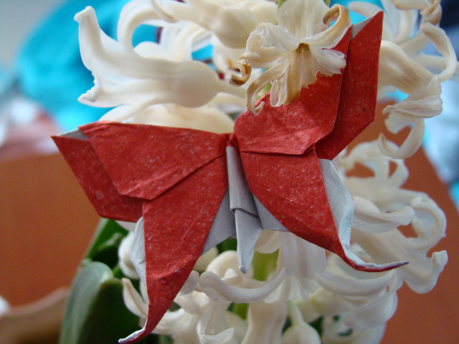 [DSC02527.JPG]