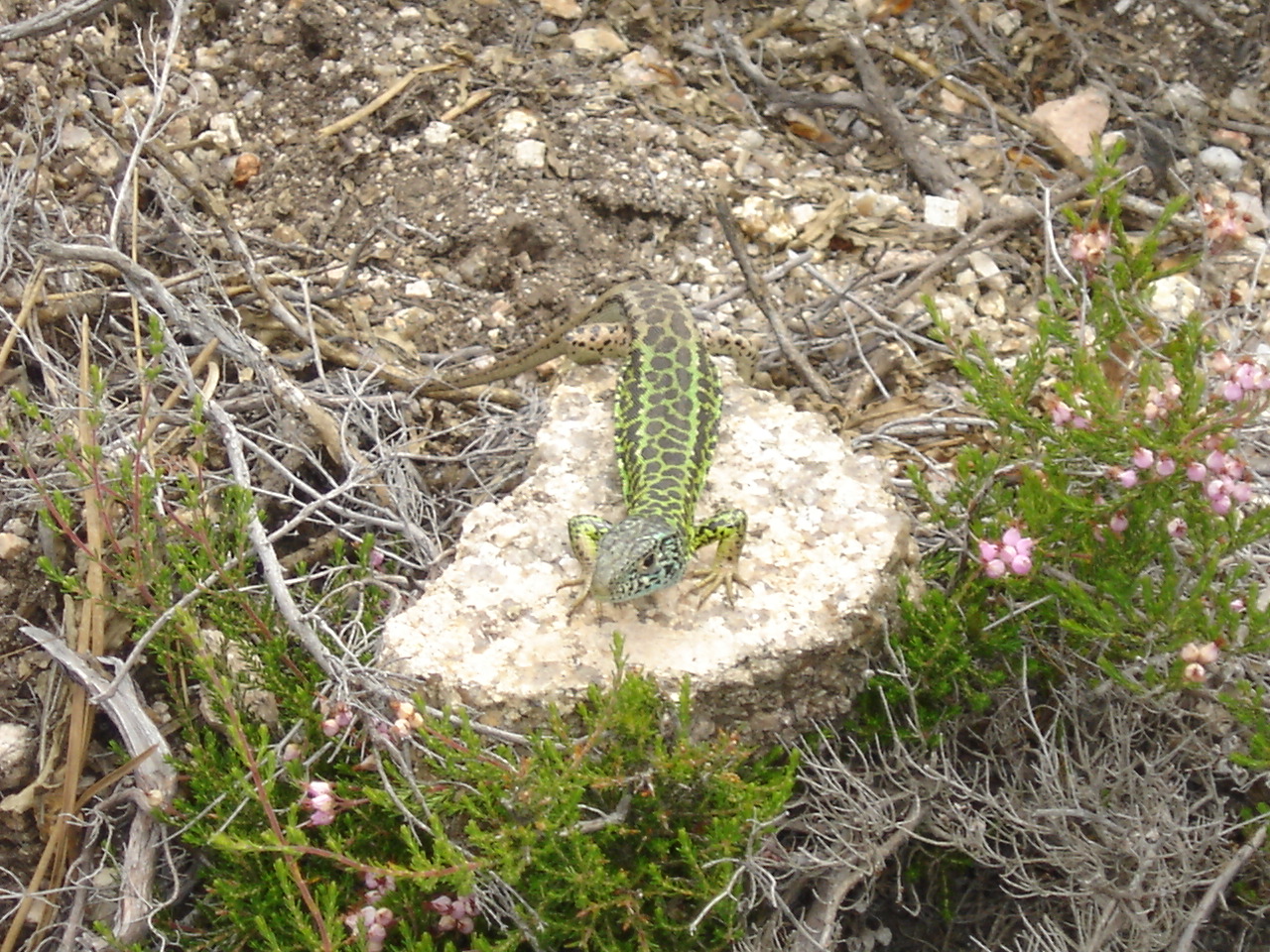 [DSC09310.JPG]
