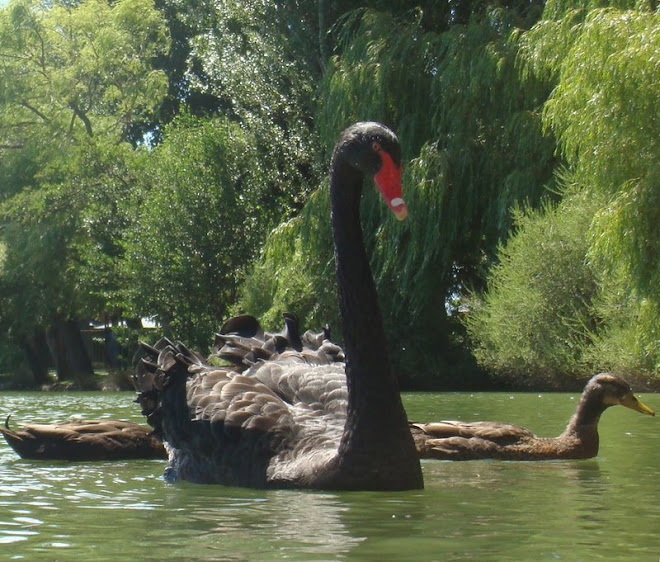 Anec Llac de Puigcerdà