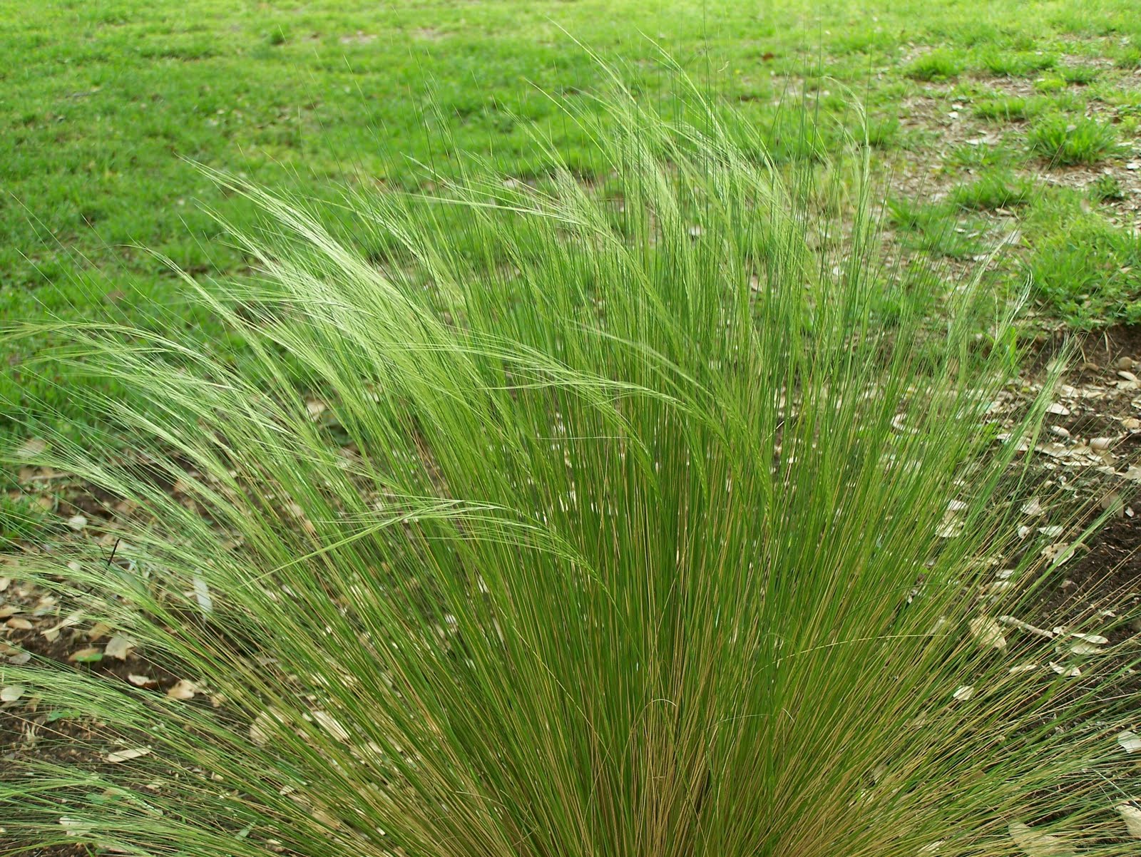 Patchwork Garden Foliage FollowUp, April, 2010