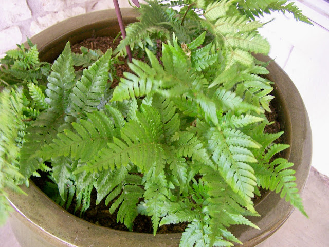autumn fern autumn fern