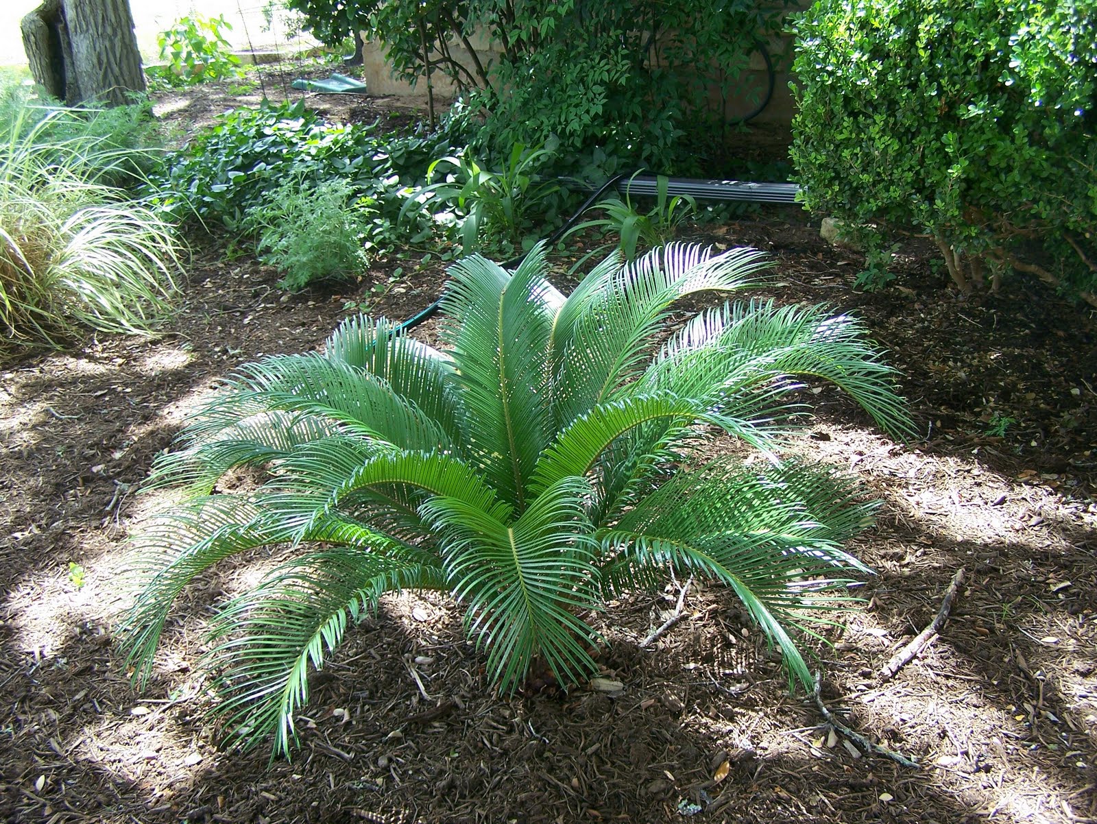 Patchwork Garden Foliage Follow Up...June 2010