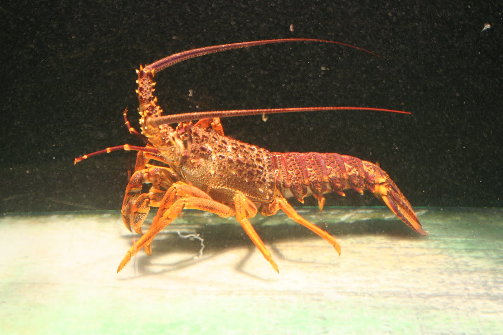 The Best Seafood Tour In Malaysia Unique Seafood Group