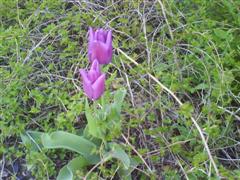 [DSC00056+(WinCE).JPG]