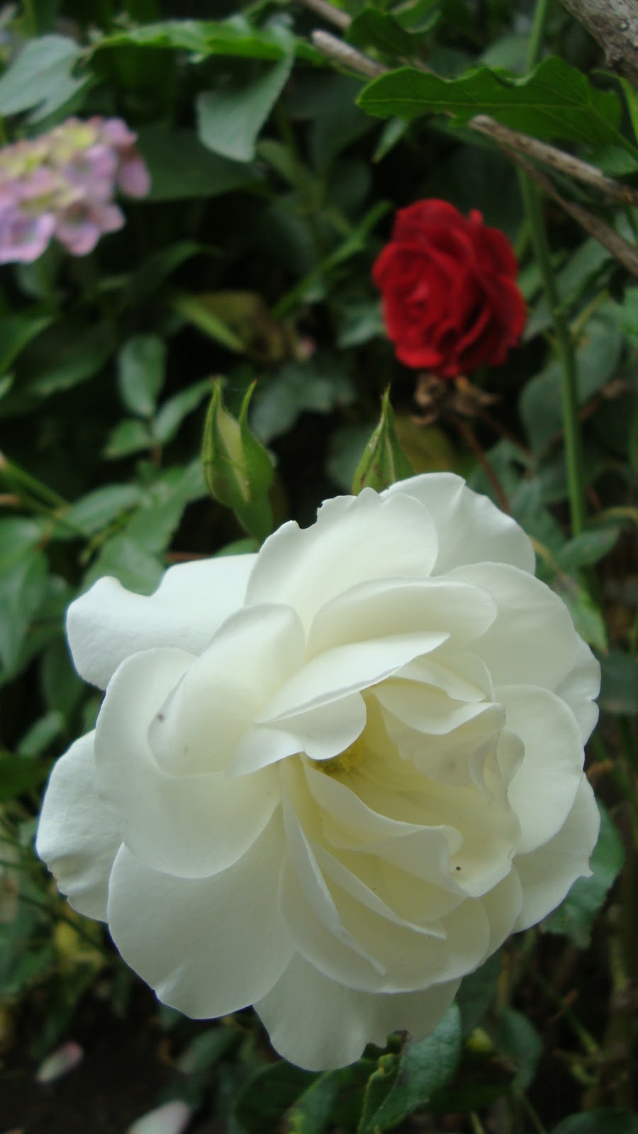 Javi`s Garden: .-Rosas Blancas.-