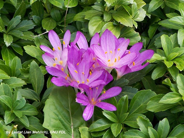 Flora Der Bloggarten