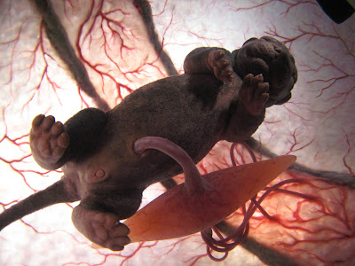 In the Womb: Dogs
