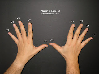 The thigh bone is connected to the...: Mnemonic for spinal nerve