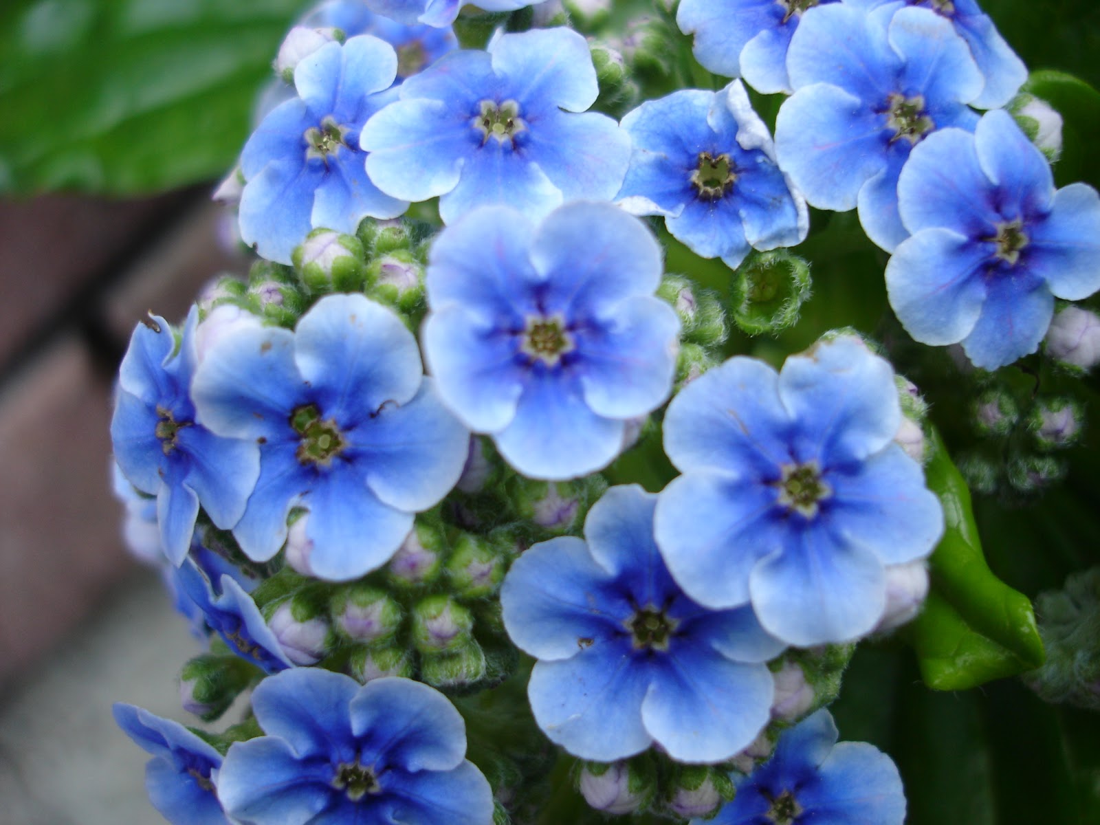SberryMum: Beautiful Blue Flowers
