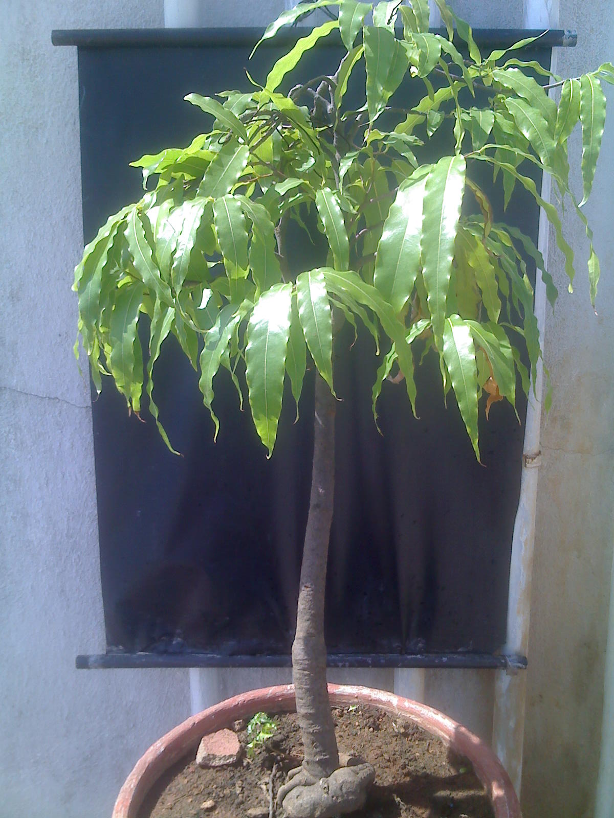 Indian Bonsai Asoka Saraca Indica Tree 5 Years Old Indian Bonsai Asoka Saraca Indica Tree 5 Years Old