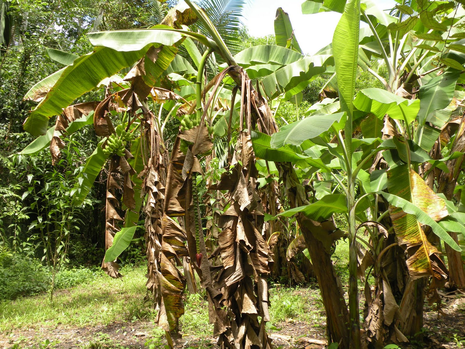 Dreamer Farm Belize Apple bananas Yum