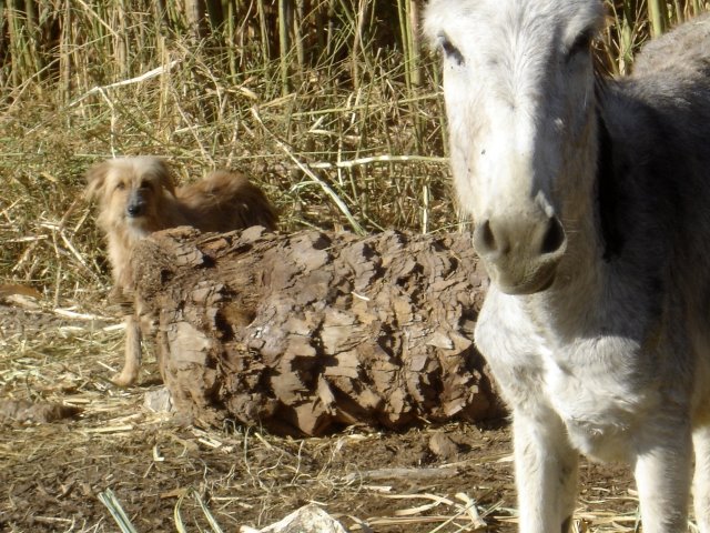   Perro+y+burro+mirando,Luxor,+Egipto