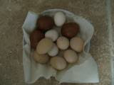 Selection of fresh eggs from my chookies