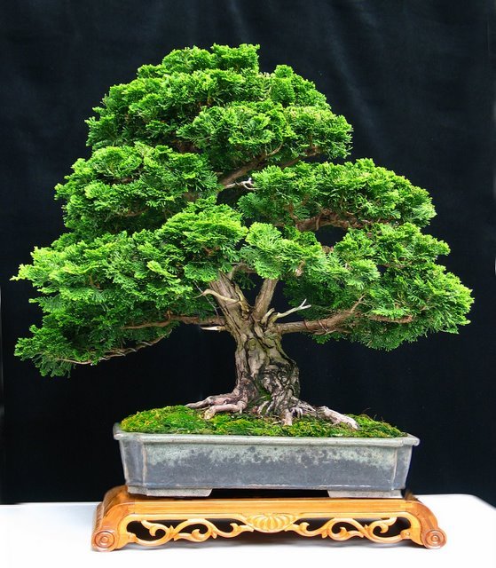 [bonsai+1.jpg]
