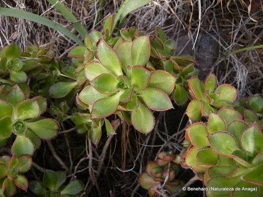[Detalle+de+rosetas+de+Aeonium+volkerii.JPG]