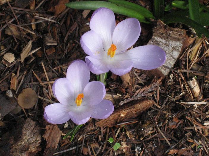 [Mauve+crocus.jpg]