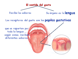 sentido del gusto