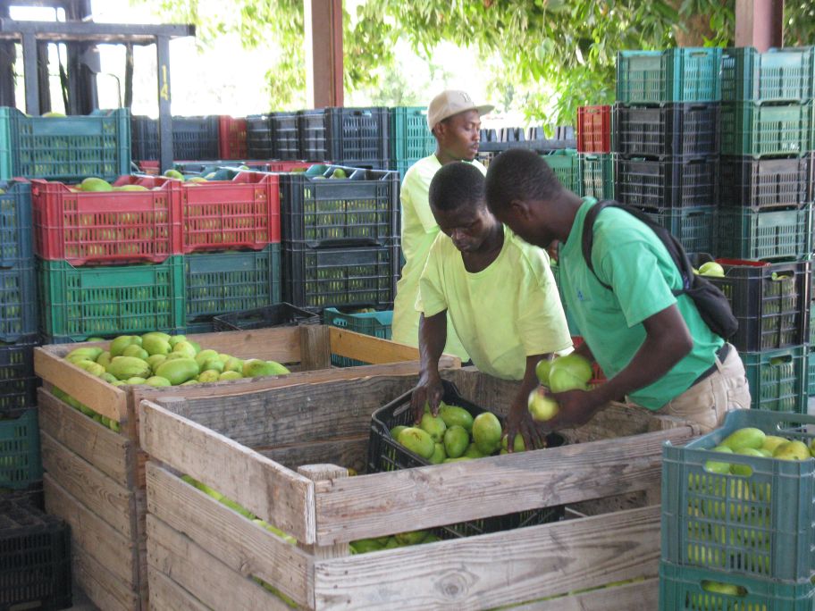 HAITI CORAM DEO photos mango season part 4
