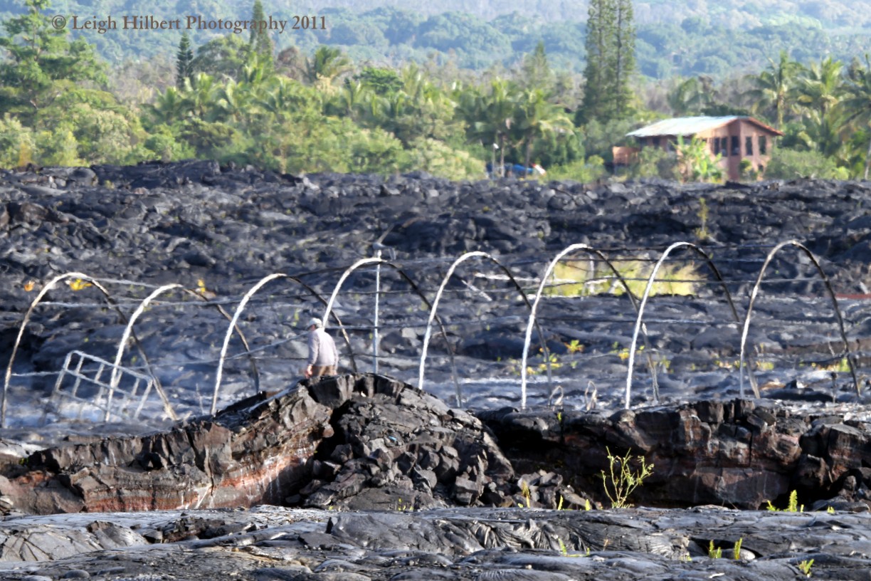 HAWAIIAN LAVA DAILY Third home in Kalapana Gardens area lost to lava