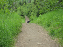 Black bear July 4,2008