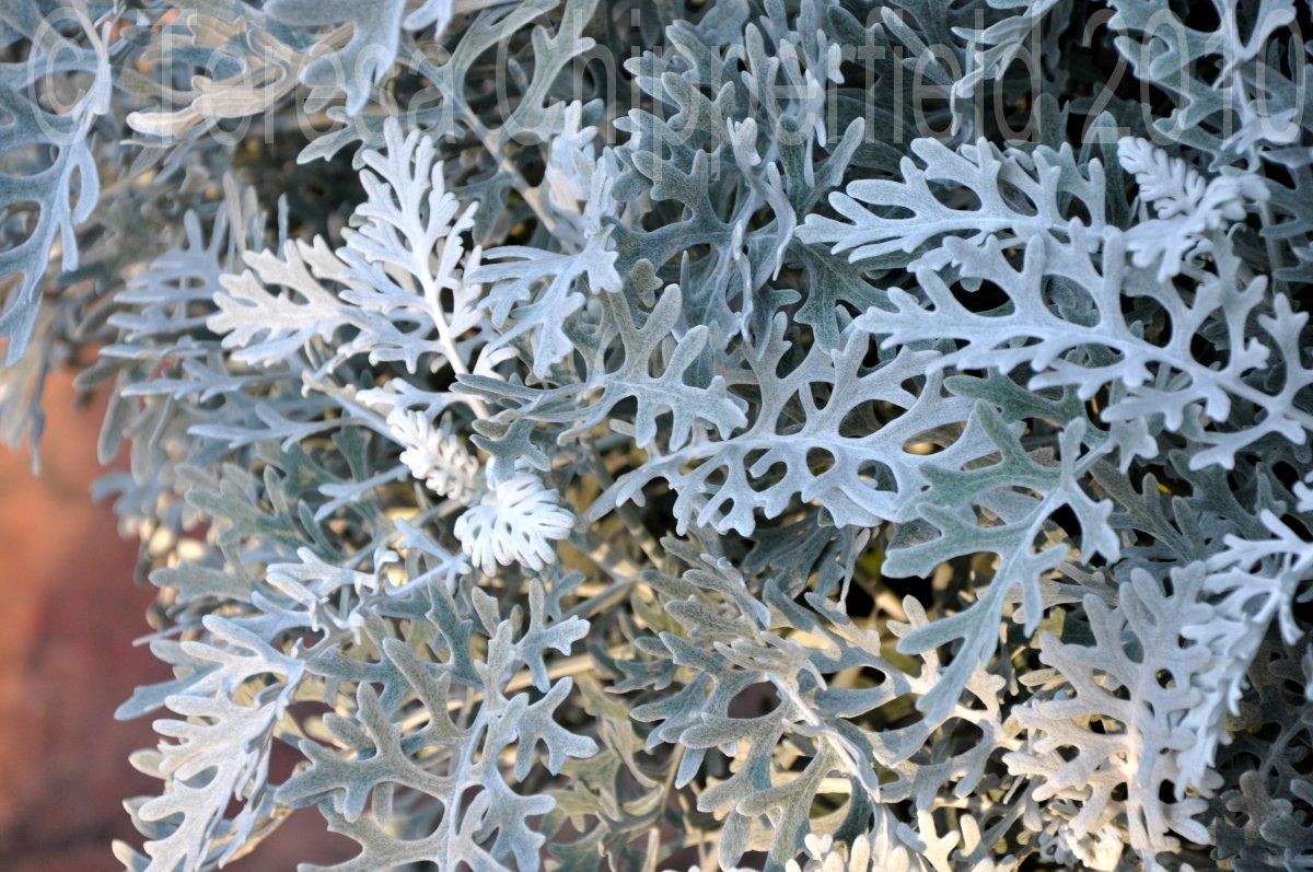 Poppy Place Pdx FRIDAY FLOWERS! )