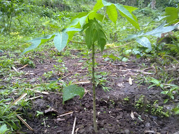 AGI - GODHOGI : KEBUN BUAH PLUS