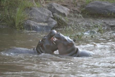 [Hippo2.JPG]