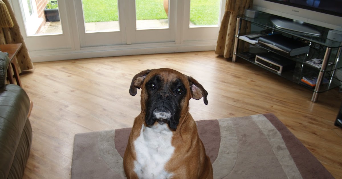 Born to blog My old dog's losing his hair