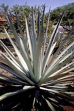 Maguey