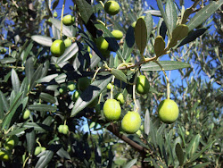 Gentile di Chieti