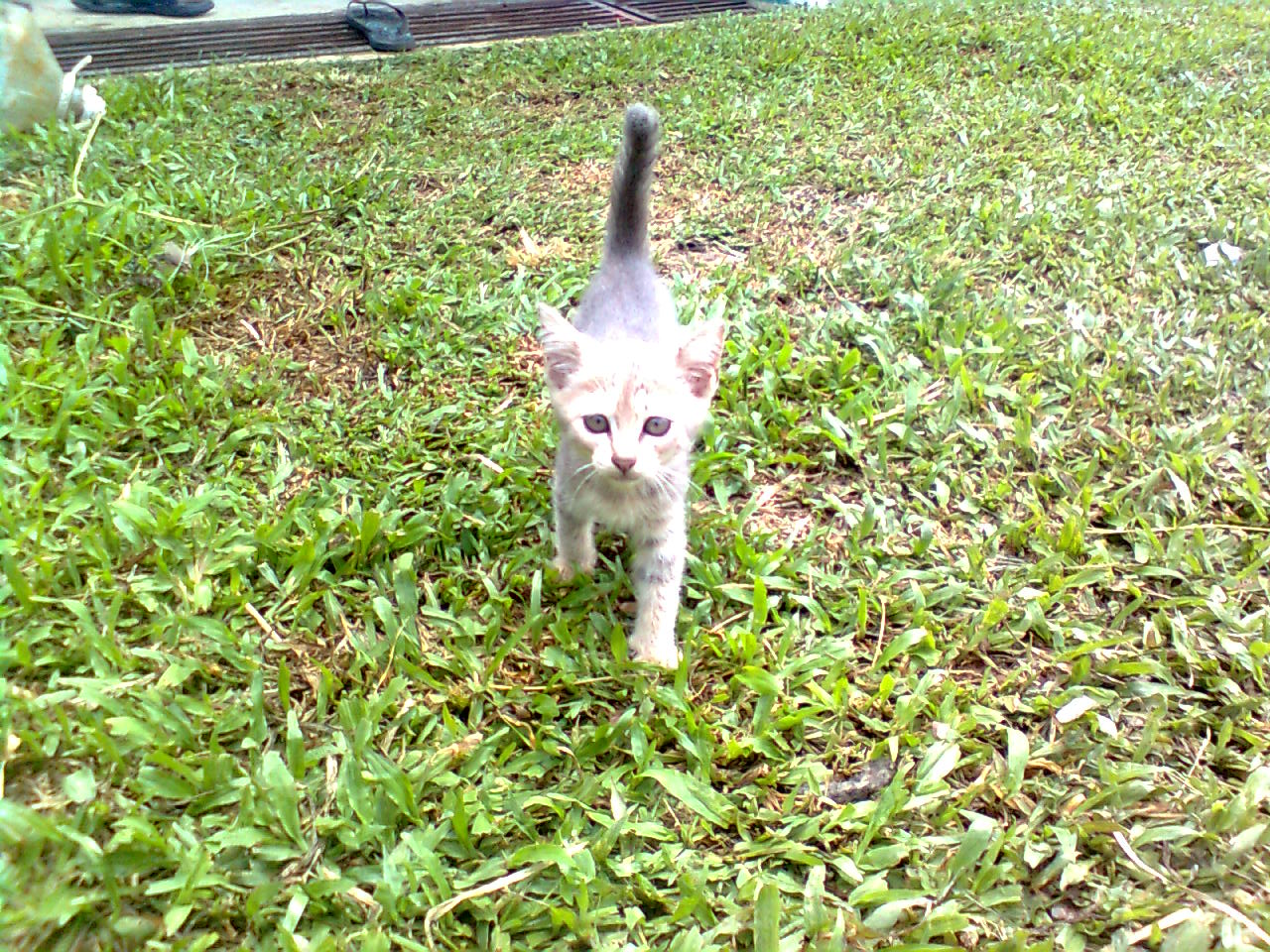 cHickeNisme - bukan sekadar cerita ayam: sekitar reban ...