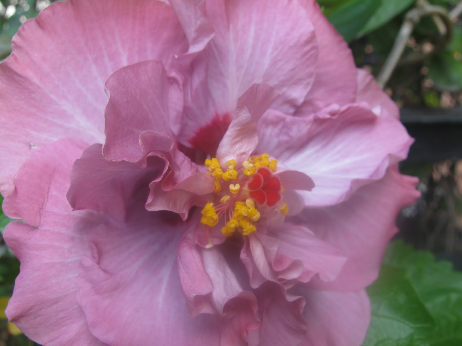 Purple Hibiscus Essay