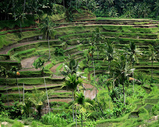Bali Field Wallpaper 1280 01