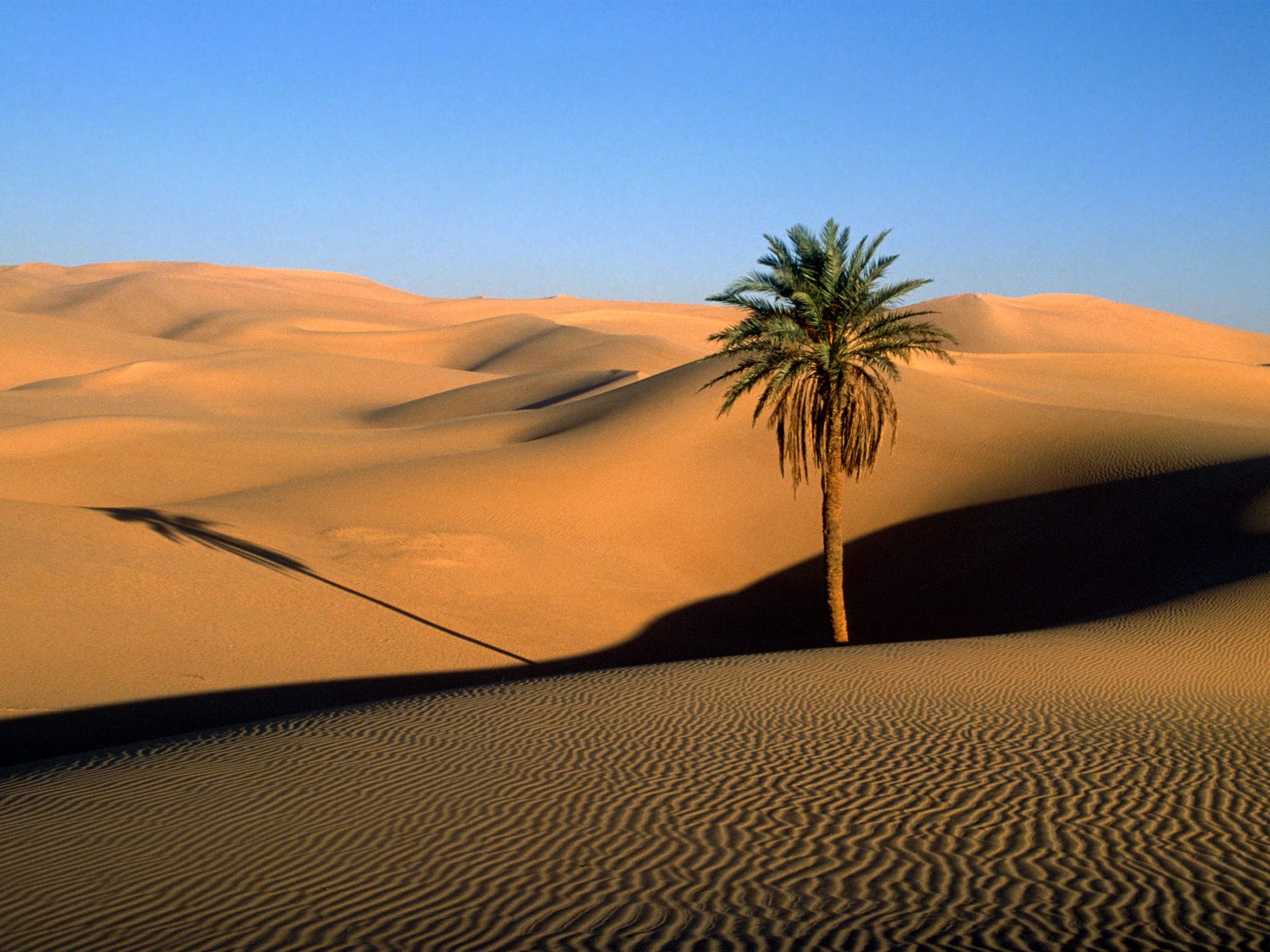 للصحراء جمال أيضا Lone%2BPalm,%2BSahara%2BDesert