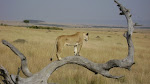 Maasai mara lioness