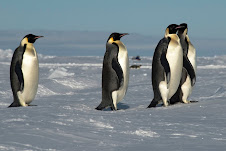 Emperor penguins - Manchots enpereurs