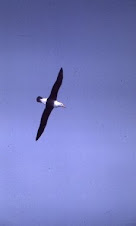 Black Browed Albatross - Albatros à sourcils noirs