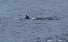 Whale-spotting / Baleines en vue